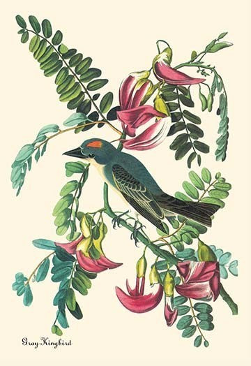 Gray Kingbird - Canvas Poster 20" x 30"