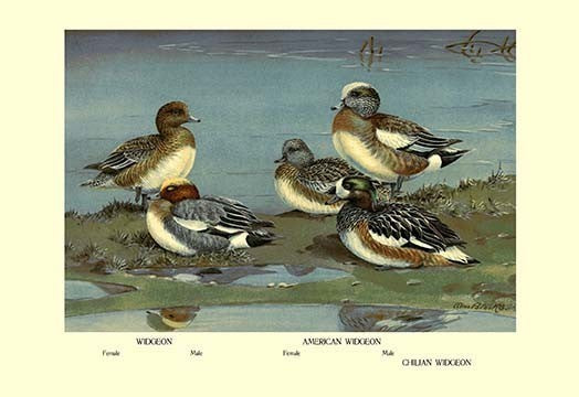 Widgeon Ducks- Gallery Wrapped Canvas Art 28" x 42"