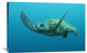 "Green Sea Turtle Swimming, Galapagos Islands, Ecuador" Artwork, 36" x 24"