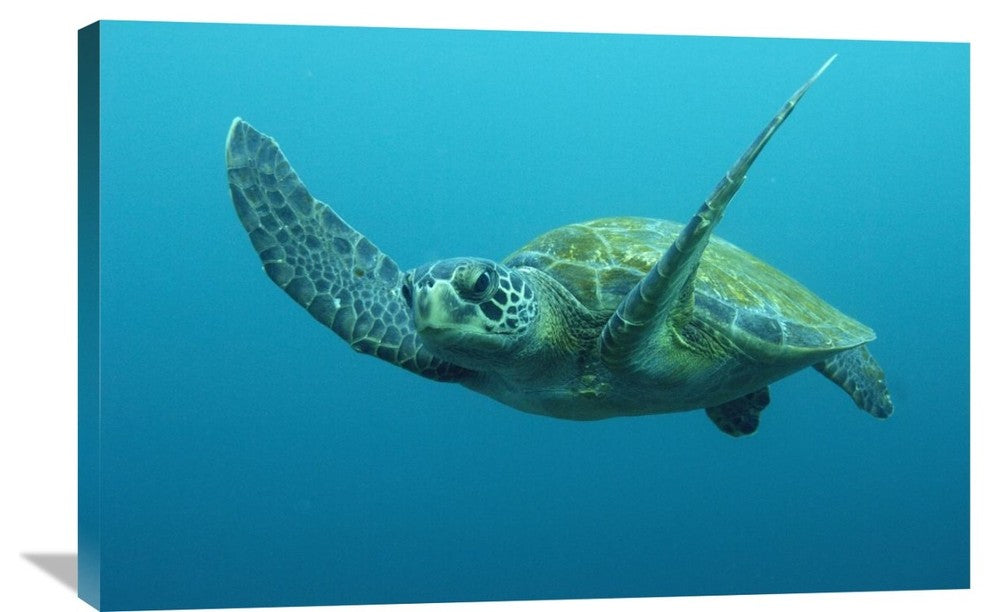 "Green Sea Turtle Swimming, Galapagos Islands, Ecuador" Artwork, 36" x 24"