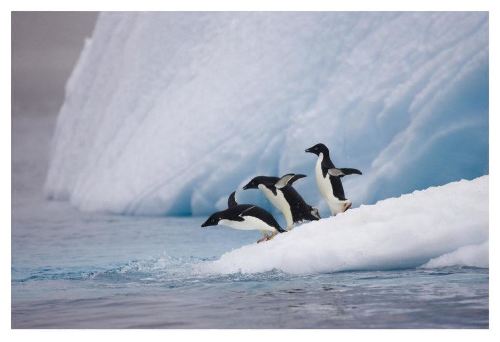 "Adelie Penguin trio diving off iceberg, Paulet Island" Paper Art, 38"x26"
