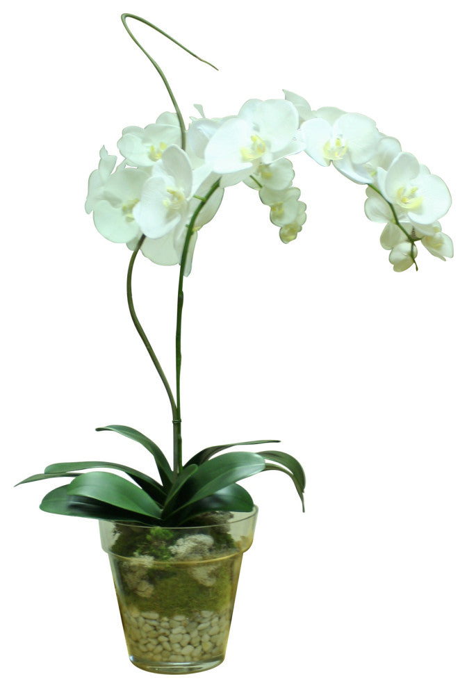 WaterlookÂ® Cream White Phaleanopsis Orchid with Whip Grass