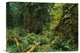 "The Hoh Rain Forest, Olympic National Park, Washington" Artwork
