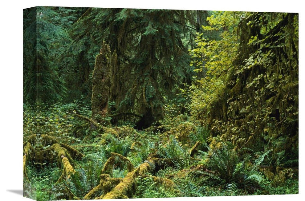 "The Hoh Rain Forest, Olympic National Park, Washington" Artwork