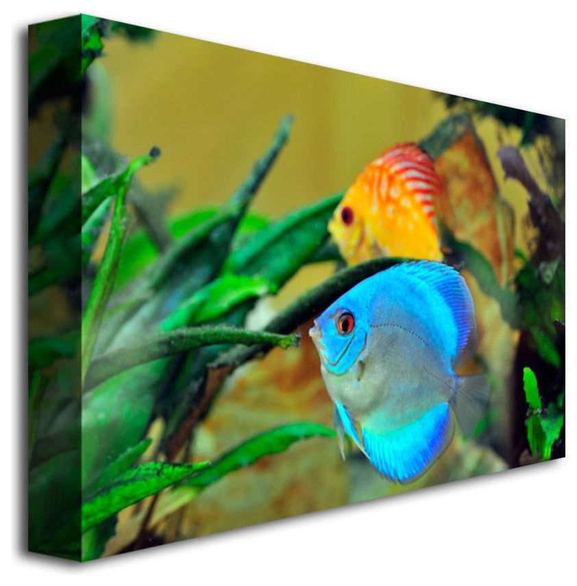 ''Two Tropical Fish II'' Canvas Art by Kurt Shaffer