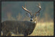 "White-tailed Deer portrait, North America"  by Tim Fitzharris, 19x13"
