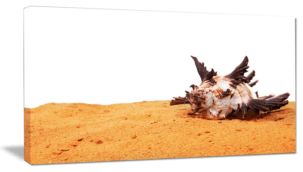 "Large Sea Shells on Sand" Canvas Print