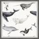 "Dolphins and Whales" Framed Painting Print, 32x32