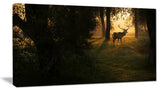 Deer In Sunset In Deep Forest, Large Forest Canvas Art Print, 32"x16"