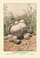Group of Puff-Balls- Gallery Wrapped Canvas Art 28" x 42"