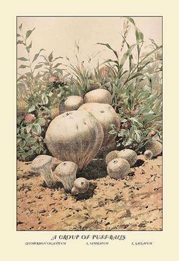 Group of Puff-Balls- Gallery Wrapped Canvas Art 28" x 42"