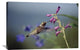 "Broad-Tailed Hummingbird Feeding On Flowers, New Mexico" Artwork, 36" x 24"