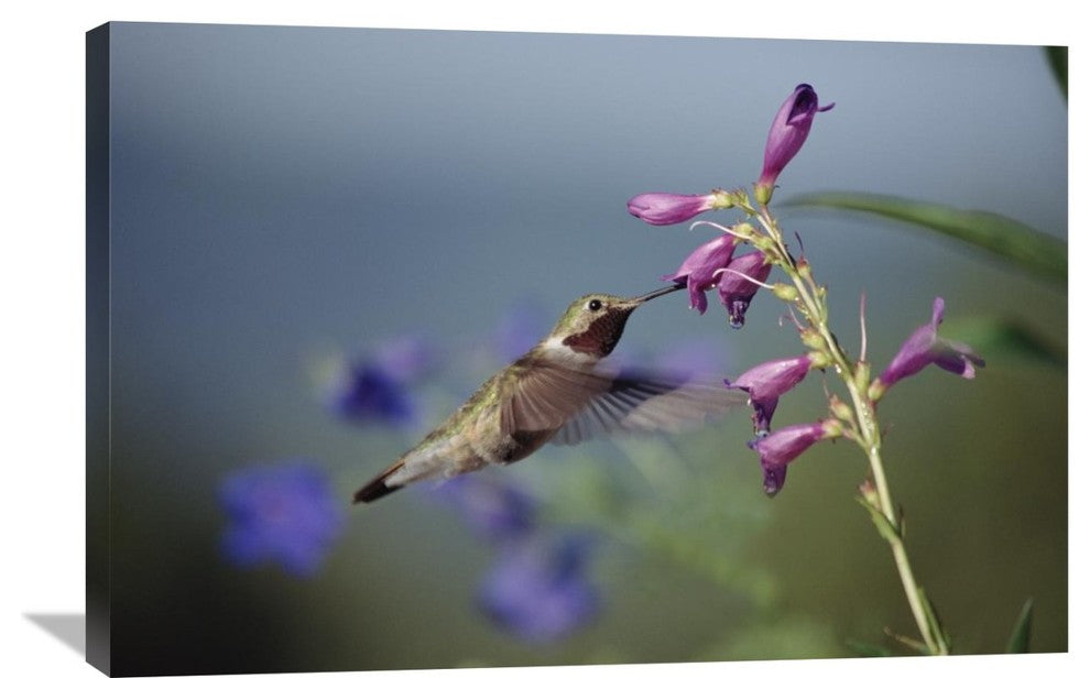 "Broad-Tailed Hummingbird Feeding On Flowers, New Mexico" Artwork, 36" x 24"