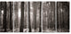 Beautiful Misty Forest in the Autumn, Forest Canvas Art Print, 60"x28", 5 Panels