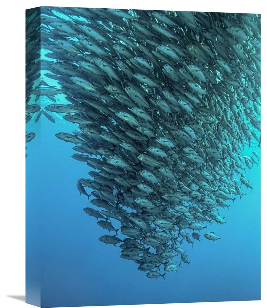 "Schooling Jackfishes" Stretched Canvas Giclee by Henry Jager, 12"x16"