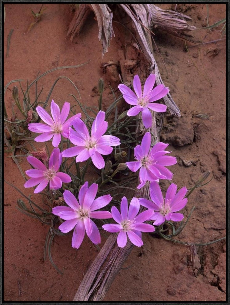 "Desert Chicory close up of bloom, North America"  by Tim Fitzharris, 25x33"