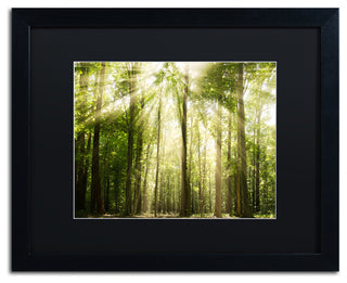 PIPA Fine Art 'Sunrays Through Treetops' Matted Framed Art, 20x16