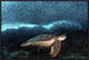 "Turtle And Sardines" Framed Canvas Giclee by Henry Jager, 31x21"