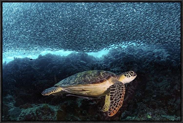 "Turtle And Sardines" Framed Canvas Giclee by Henry Jager, 31x21"