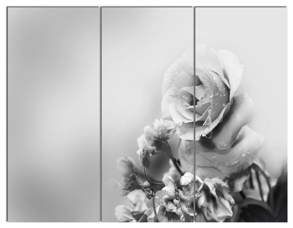 Black and White Rose in Spring., Floral Triptych Canvas Print, 36x28, 3 Panels