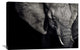 "The Matriarch" Stretched Canvas Giclee by Piet Flour, 36x24"