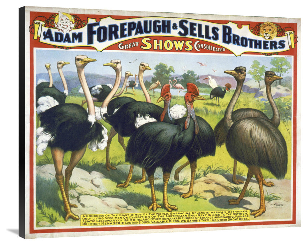 Adam Forepaugh and Sells Brothers Giant Birds, 40x32