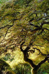 "Magical Tree" Painting Print on Canvas