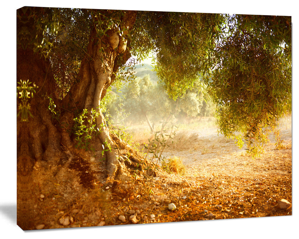 Beautiful Old Olive Tree, Large Landscape Canvas Art Print, 60"x28"