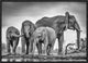 "A Giant Unity" Framed Canvas Giclee by Jaco Marx, 23x16"