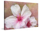 "Cherry Blossoms" Painting Print on Canvas by Theo