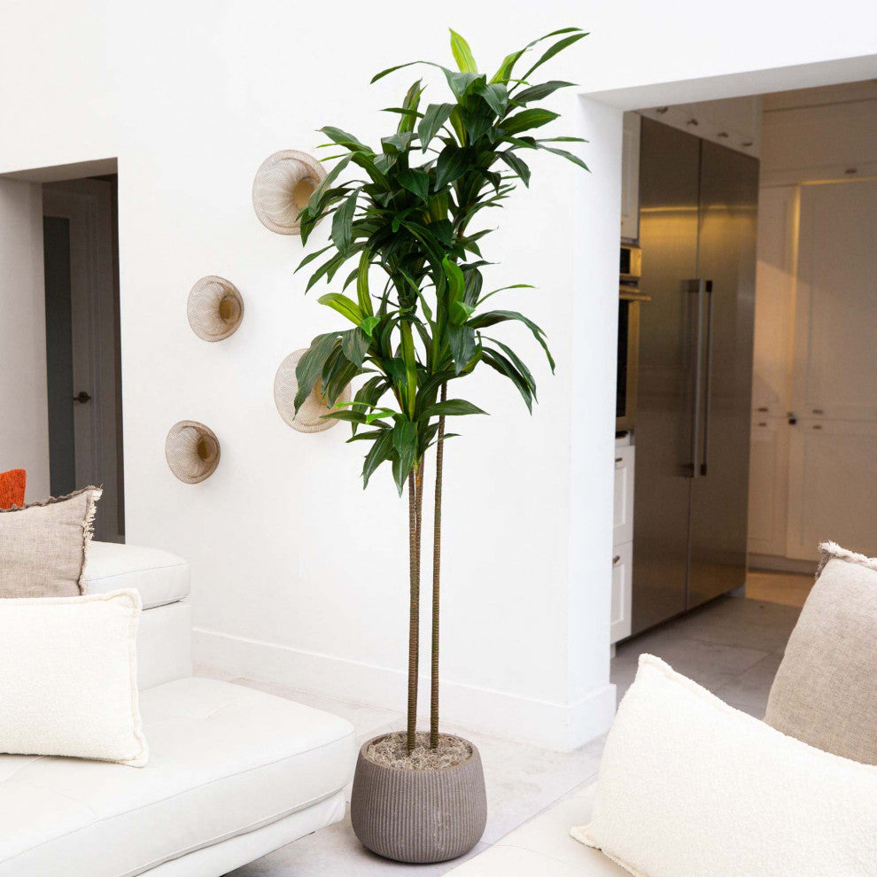 7ft. Artificial Dracaena Tree With Real Touch Leaves