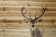 "Inquisitive Deer" Painting Print on Natural Pine Wood, 60"x40"