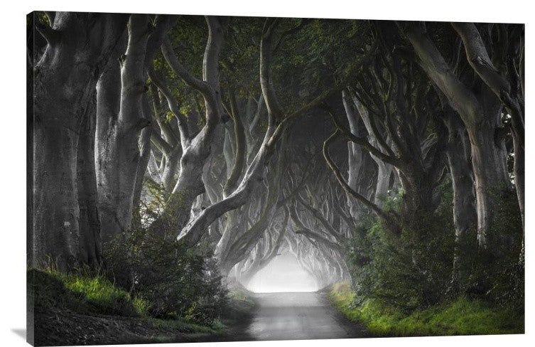 "Dark Hedges" Stretched Canvas Giclee by Nicola Molteni, 36x24"