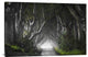 "Dark Hedges" Stretched Canvas Giclee by Nicola Molteni, 36x24"