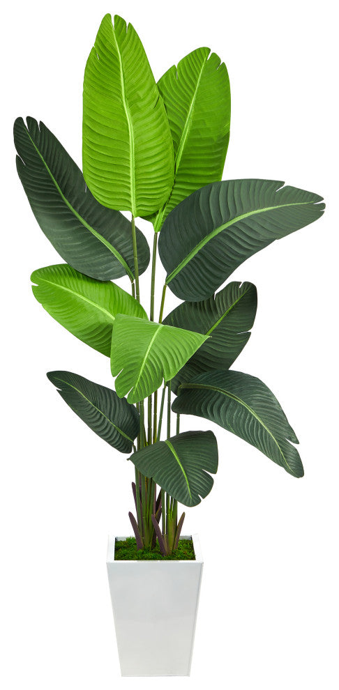 5.5' Travelers Palm Artificial Tree, White Metal Planter