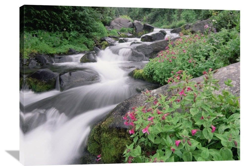 "Paradise River, Mt Rainier National Park, Washington" Artwork