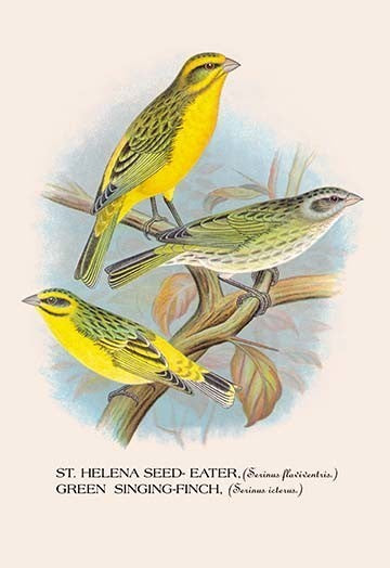 St. Helena Seed-Eater; Green Singing-Finch-Gallery Wrapped Canvas Art 28" x 42"