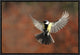 "Fly" Framed Canvas Giclee by Barre Thierry, 19x13"