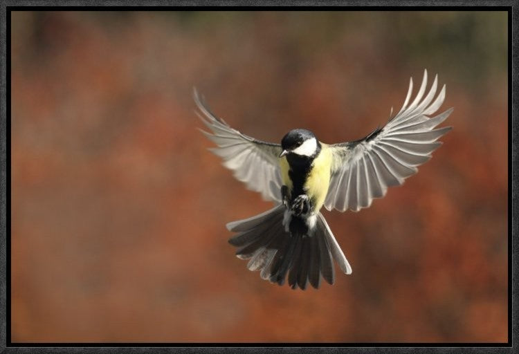 "Fly" Framed Canvas Giclee by Barre Thierry, 19x13"