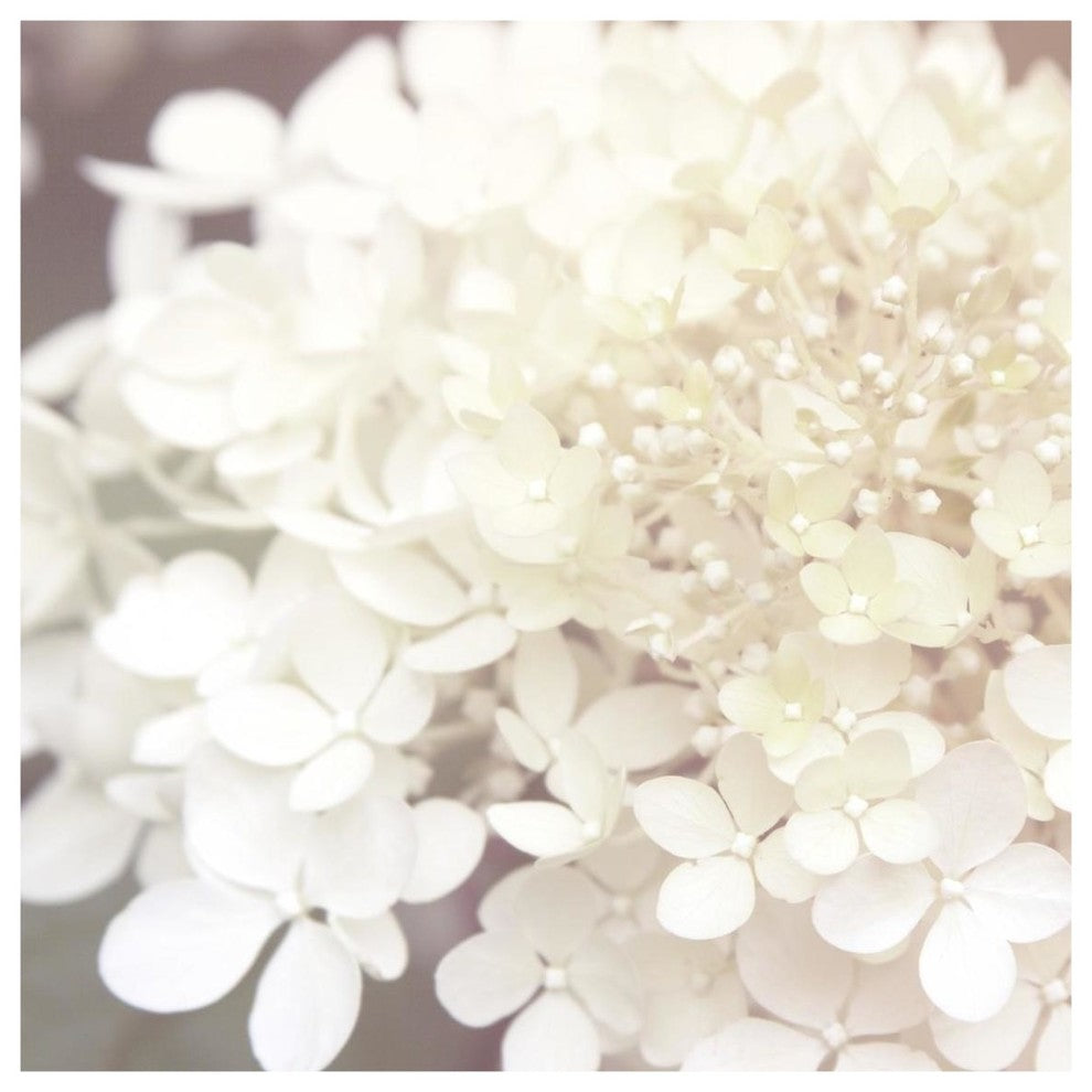 "Hydrangea Dream II" Digital Paper Print by Laura Marshall, 38"x38"