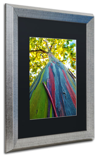 CATeyes 'Rainbow Eucalyptus Tree' , Silver Frame, Black Mat, 20x16