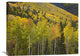 "Aspen Trees In Autumn, Santa Fe National Forest Near Santa Fe, NM" Artwork