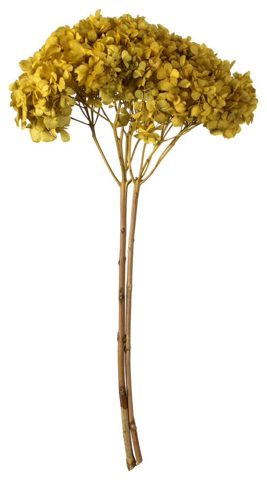 Natural Botanicals 15? Hydrangea With Multiple Branch Segments, Yellow, 15-18?