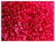 Pink Aster Flower Petals Close up, Floral Canvas Artwork, 36x28, 3 Panels