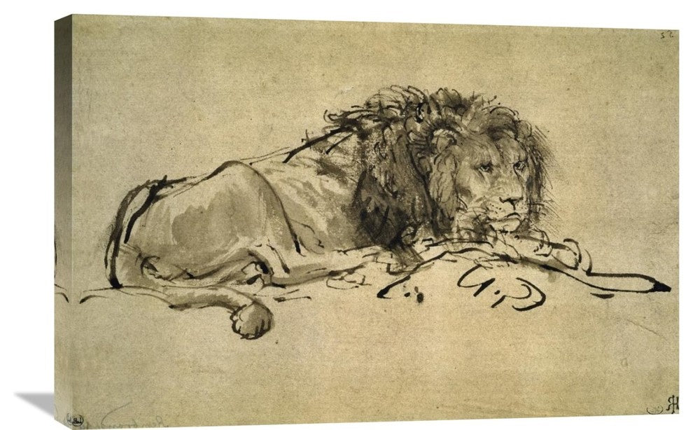 "Lion" Stretched Canvas Giclee by Rembrandt Van Rijn, 30"x20"