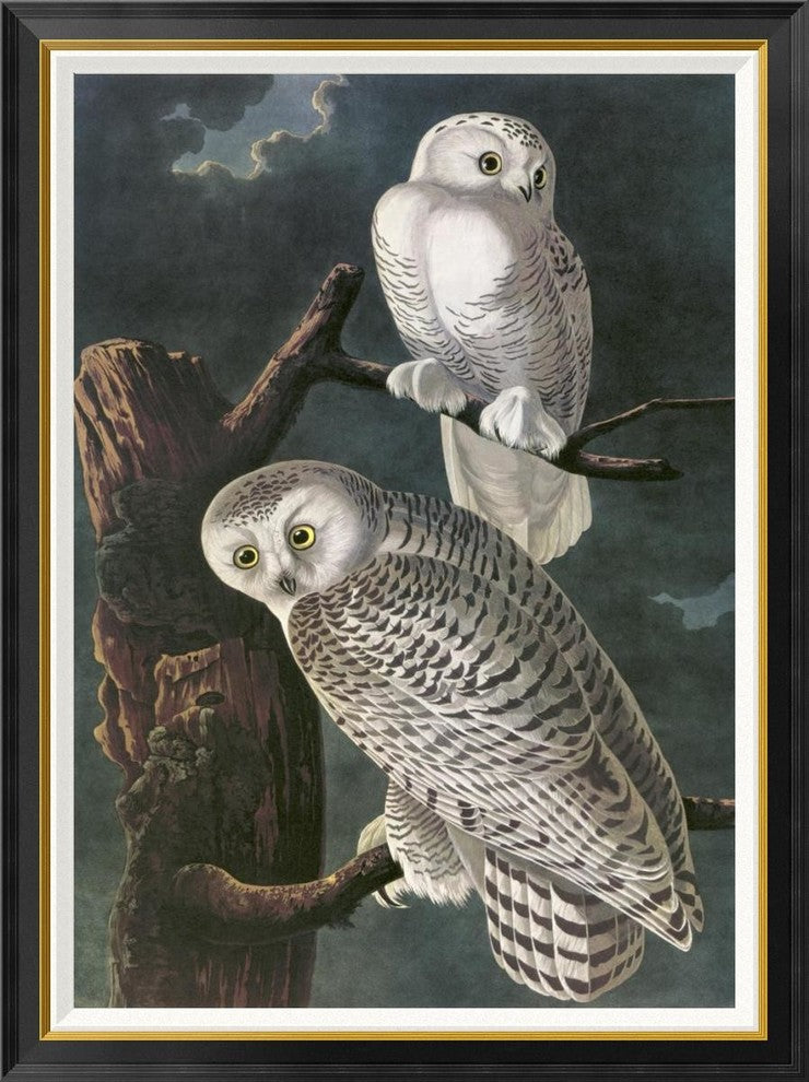 "Snowy Owl" Framed Canvas Giclee by John James Audubon, 35x46"