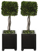 Uttermost Preserved Boxwood Square Topiaries, 2-Piece Set