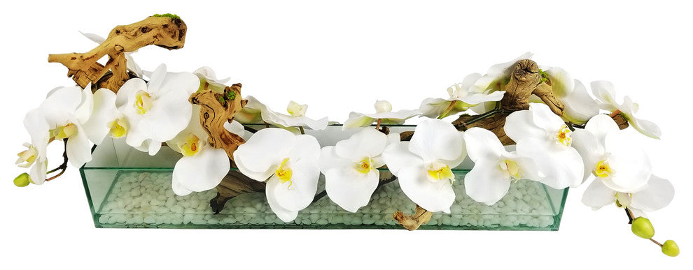 Phalaenopsis Orchid With Natural Wood in 24" Aquarium Vase, White
