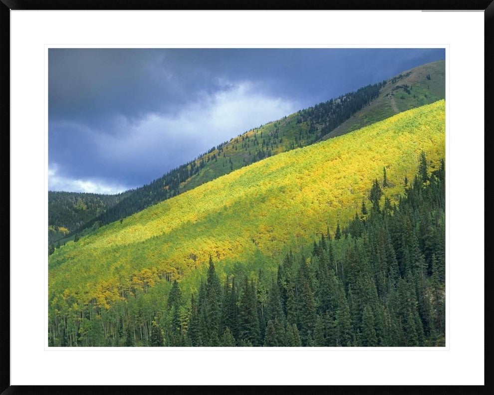 Aspen Forest, Maroon Bells, Snowmass Wilderness, Colorado, 38"x30"