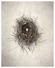"Nest I" Digital Paper Print by Debra Van Swearingen, 24"x30"